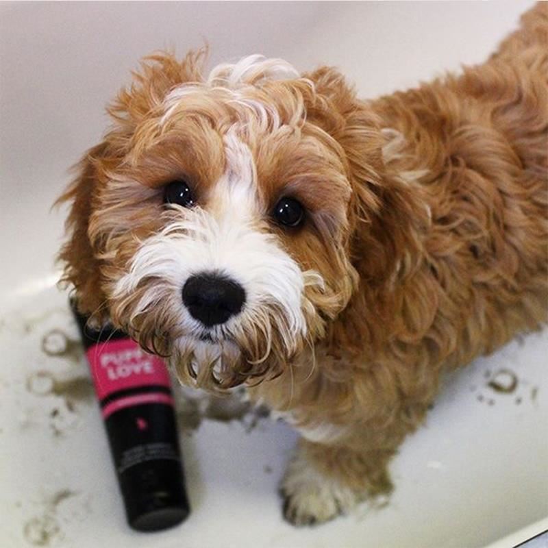 Animology Puppy Love Yavru Köpek Şampuanı 250 Ml