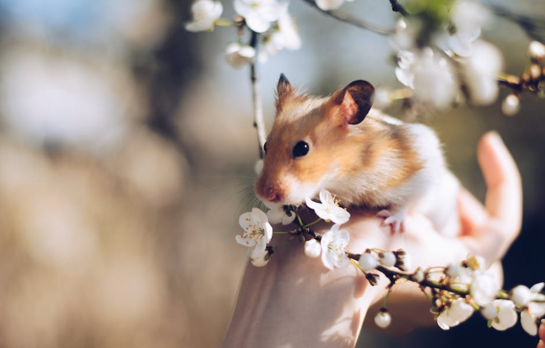 Hamster Ömrü Ne Kadar?