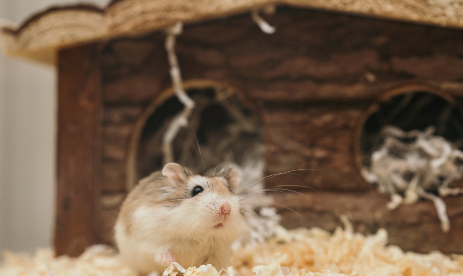 Hamsterların Sağlıklı Kalması İçin İpuçları