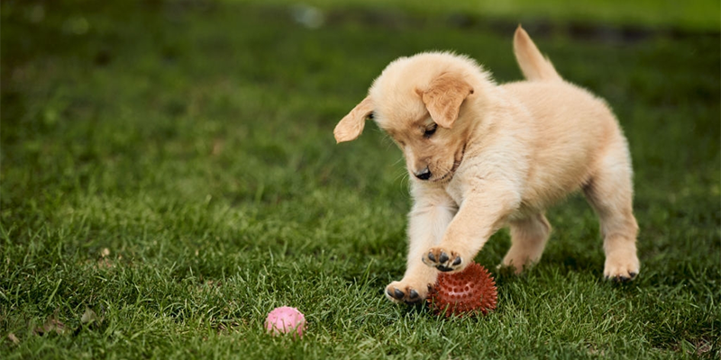 Yavru Köpeklerin Bakımı ve Eğitimi