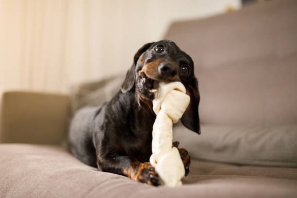 Yavru Köpekler İçin Uygun Oyuncaklar ve Seçimleri