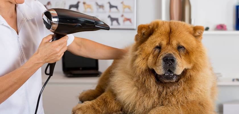 Köpeklerde Cilt bakımı ve Tüy Dökülmesi