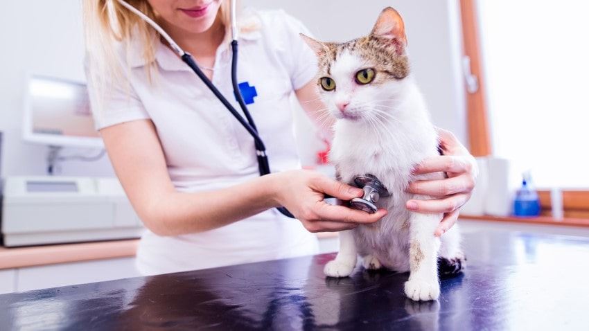 Kedilerde Görülen En Sık Hastalıklar ve Tedavi Yöntemleri