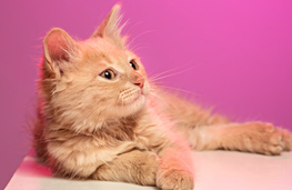 Kediler İçin Sağlıklı Bir Ortam Yaratmak: Kedi Tuvaleti ve Ürünler