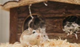 Hamsterların Sağlıklı Kalması İçin İpuçları