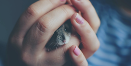 Hamster Kafesleri: Seçim ve Bakım Önerileri