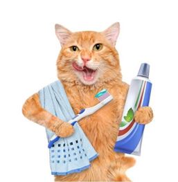 Kedilerde Diş Sağlığı ve Bakımı
