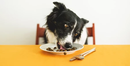 Beslenme İhtiyaçlarına Göre Köpek Mamaları