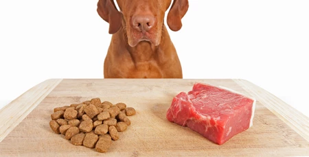 Doğal ve Organik Köpek Mamaları Nelerdir?