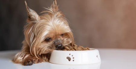 En İyi Köpek Maması Markaları