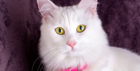 En Popüler Kedi Cinsleri ve Benzersiz Özellikleri