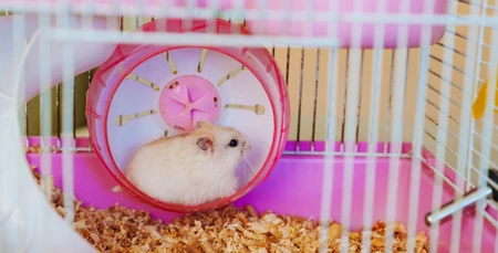 Hamster Kafesleri: Seçim ve Bakım Önerileri
