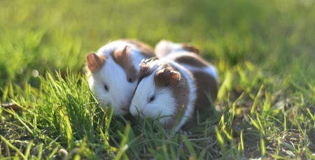 Hamster Ömrü Ne Kadar?