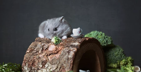Hamsterlar En Çok Neyi Sever?