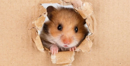 Hamsterların Hamilelik ve Doğum Süreci