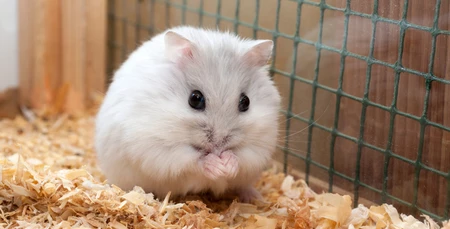 Hamsterların Sağlıklı Kalması İçin İpuçları