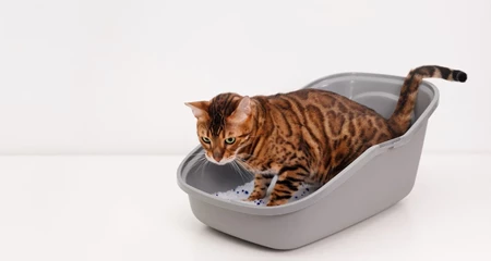 Kedi Kumları Hakkında Bilmeniz Gerekenler