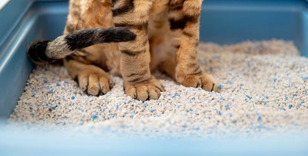Kedi Tuvaleti Temizliği Nasıl Yapılır?