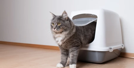 Kediler İçin Sağlıklı Bir Ortam Yaratmak: Kedi Tuvaleti ve Ürünler