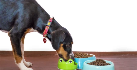 Köpek Mamalarında Dikkat Edilmesi Gerekenler