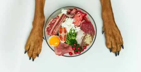 Köpek Mamalarında Protein İçeriği Önemli mi?