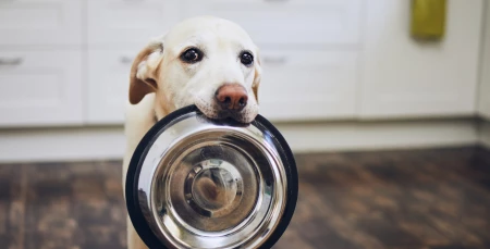 Köpek Maması ve Köpeklerin Yaş Grupları