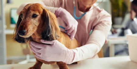 Köpek Sağlığı ve Uygun Mamalar