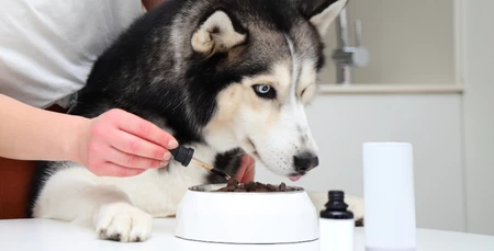 Köpekler İçin Sağlıklı Beslenme Rehberi