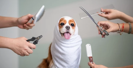 Köpeklerde Cilt bakımı ve Tüy Dökülmesi