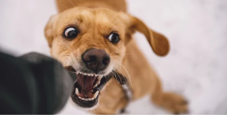 Köpeklerde Davranış Problemleri ve Çözümleri
