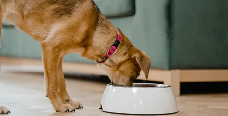 Köpeklerde Sağlıklı Kilo Kontrolü: Egzersiz ve Beslenme İpuçları