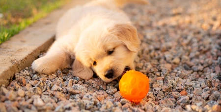 Yavru Köpekler İçin Uygun Oyuncaklar ve Seçimleri