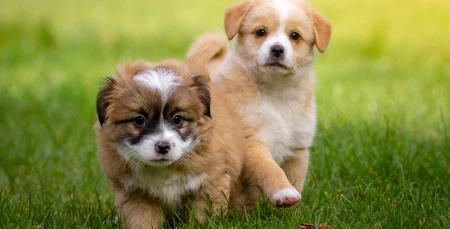 Yavru Köpeklerin Bakımı ve Eğitimi